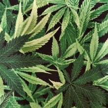 Load image into Gallery viewer, mamajuana dog bandana