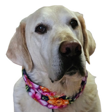 Load image into Gallery viewer, 
Dog wearing a bright spring floral slip-on bandeau infinity scarf made from soft cotton blend, comfortable and machine washable, perfect for walks and everyday adventures.


