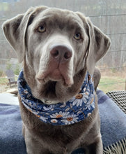 Load image into Gallery viewer, Field of Daisies Dog Bandeau / Infinity Dog Scarf
